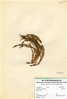 藏品(相馬氏石松)的圖片